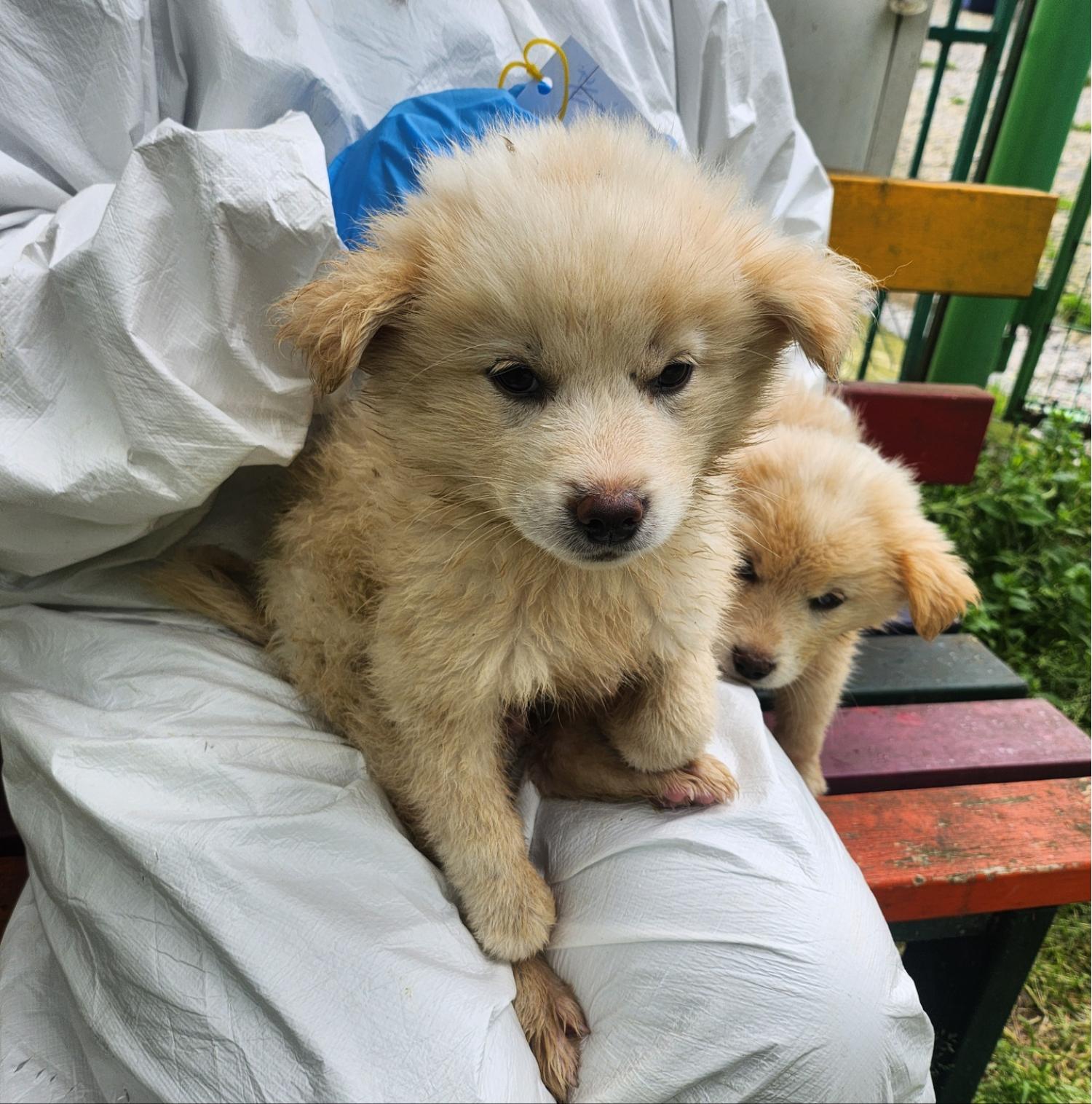 울산유기동물보호센터_431372202400222