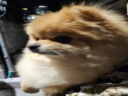 원주유기동물보호센터_442419202400204