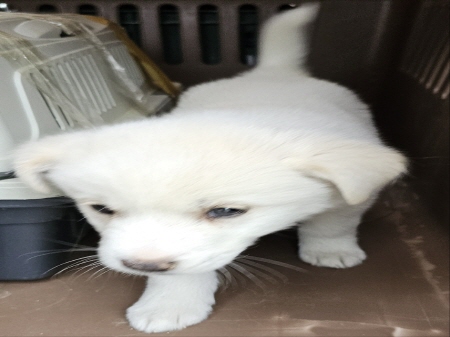 원주유기동물보호센터_442419202400219