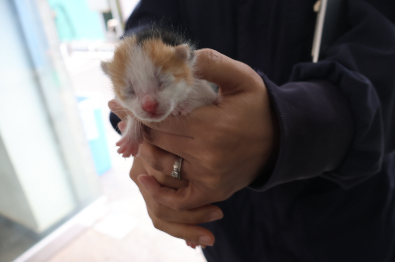 보호중 한국 고양이…
