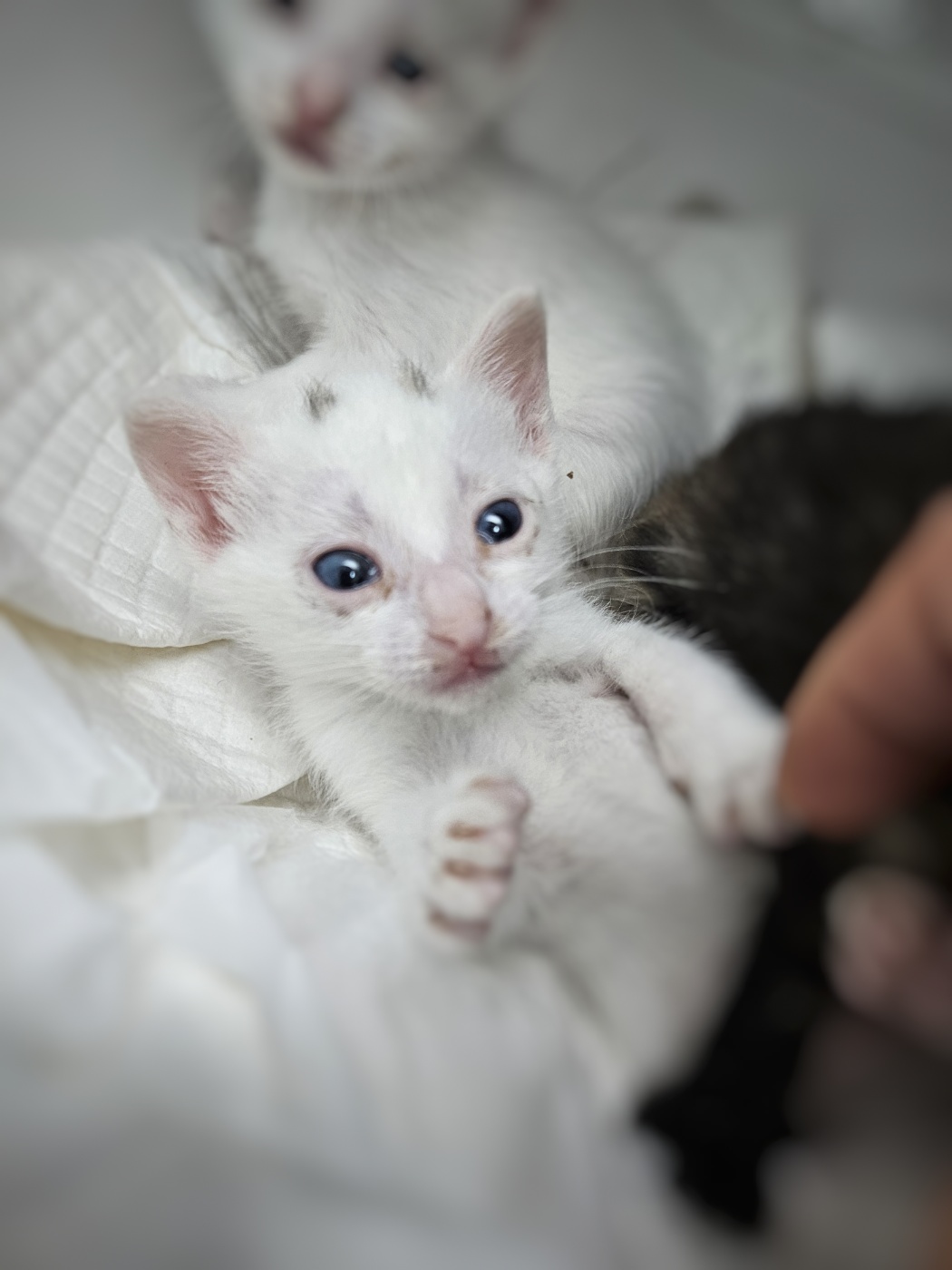 아산동물복지지원센터_444452202401406