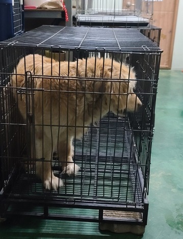 진해유기동물보호소_448532202400381