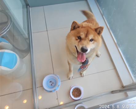 대전동물보호센터_430367202400334
