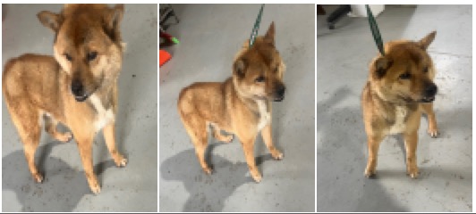 부산동물보호센터_426328202400044