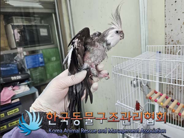 종료(입양) 앵무새…