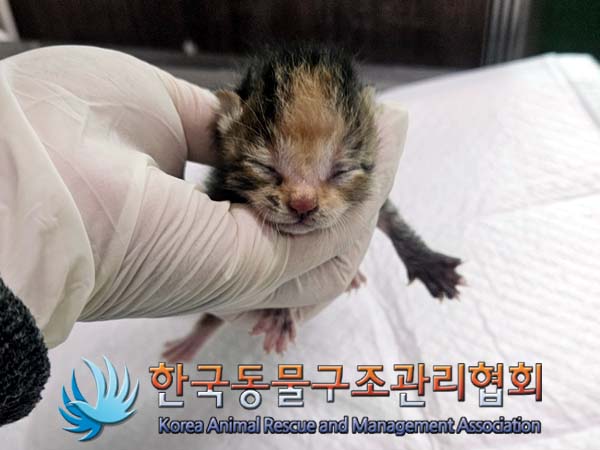 한국동물구조관리협회_441559202400518