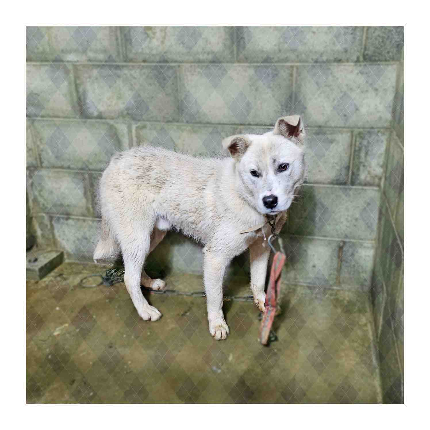 군산유기동물보호센터_445467202400830