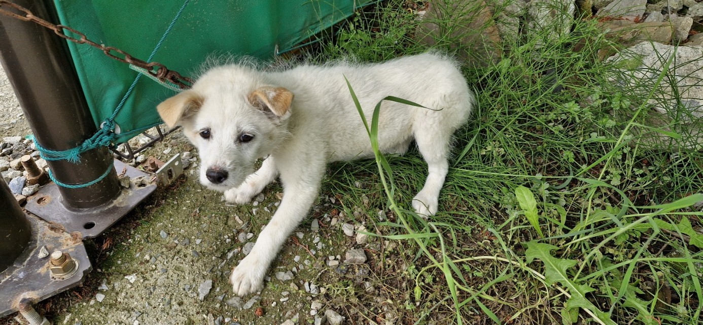 산청동물보호센터_448545202400307