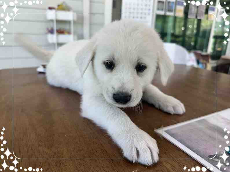 군산유기동물보호센터_445467202400838