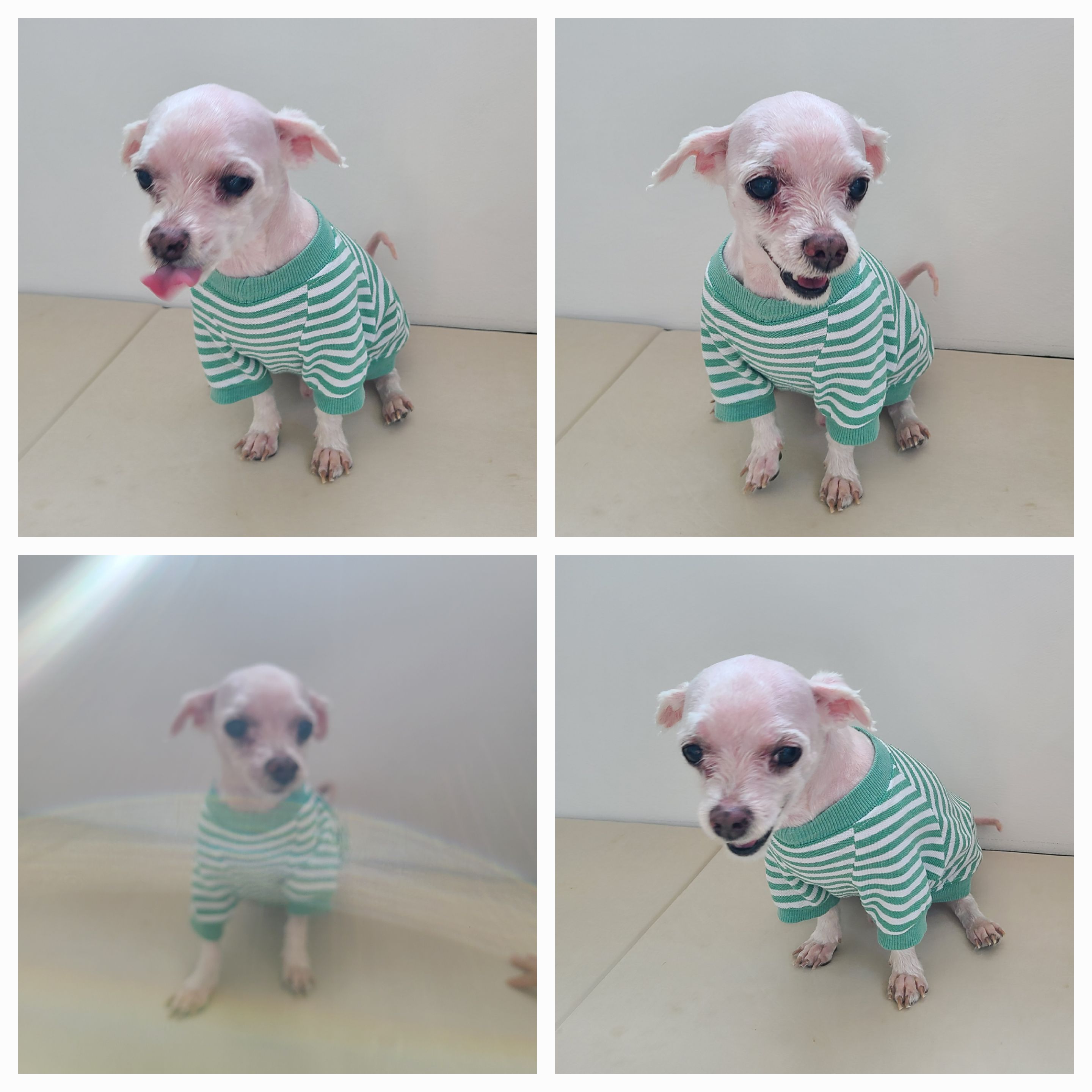 천안시 동물보호센터_444449202400809