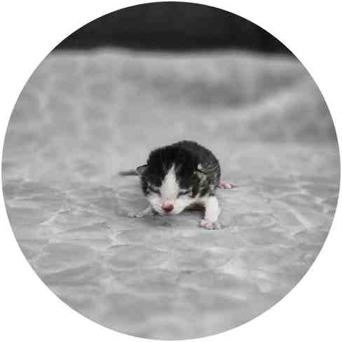 보호중 믹스묘의 가…