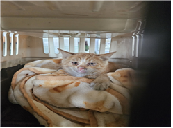 유기동물및관리협회_448535202400642