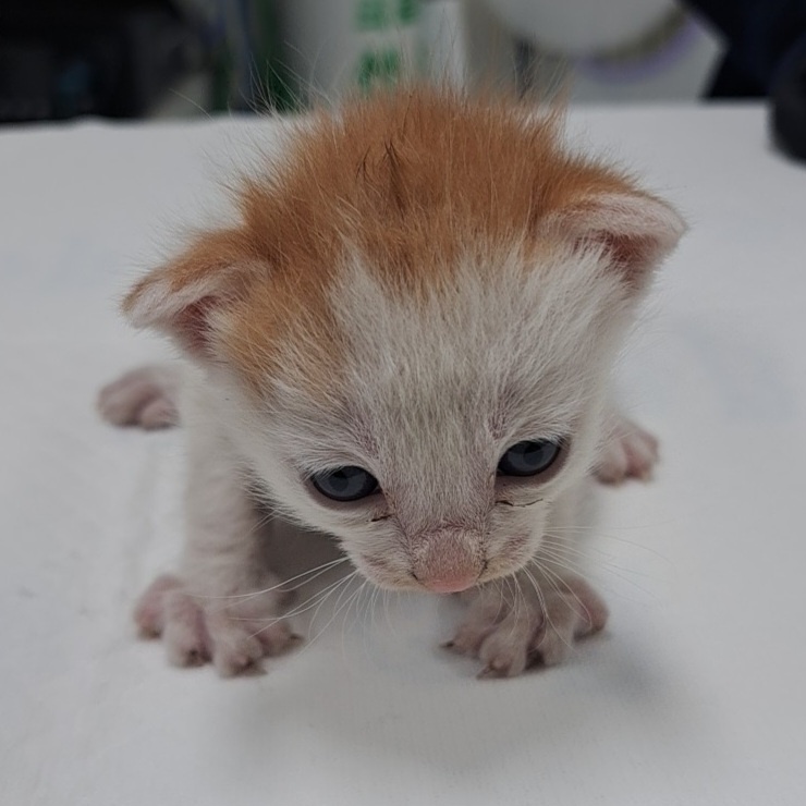 보호중 한국 고양이…