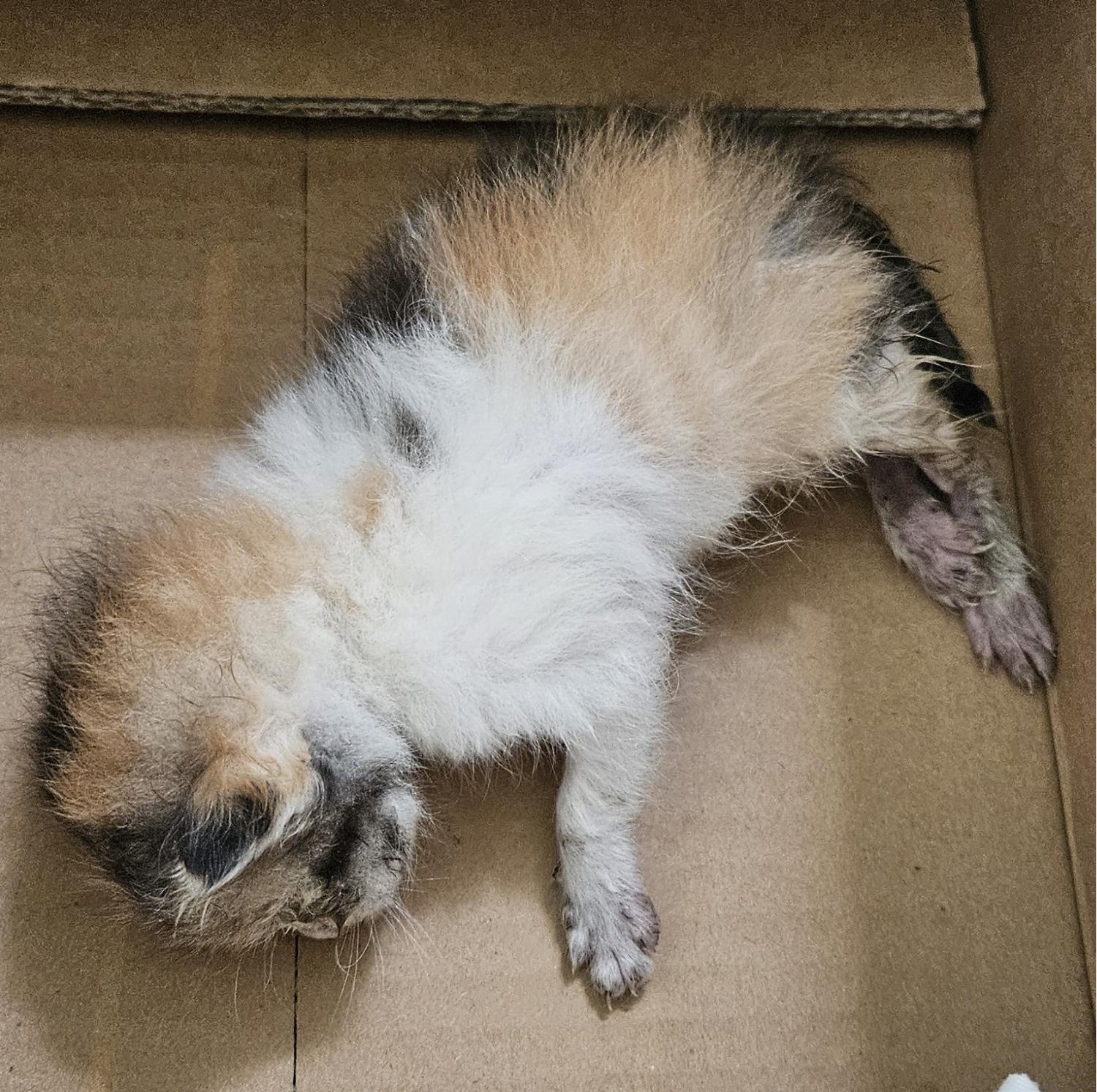 대구유기동물보호협회_427344202400145
