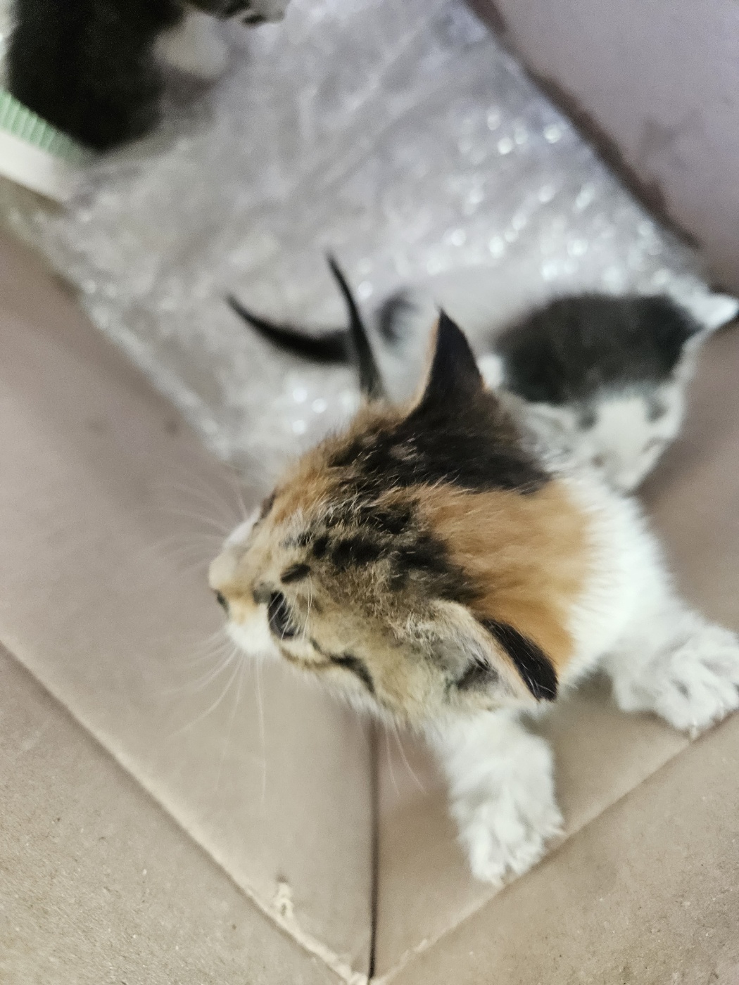 둔촌동물병원_411324202400260