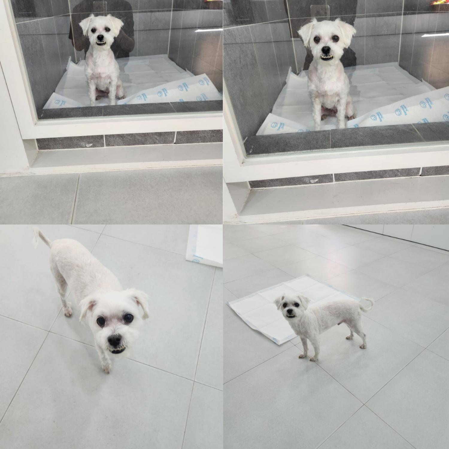 반려동물 입양센터_447508202400659