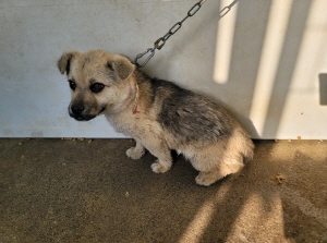 종료(자연사) 믹스…