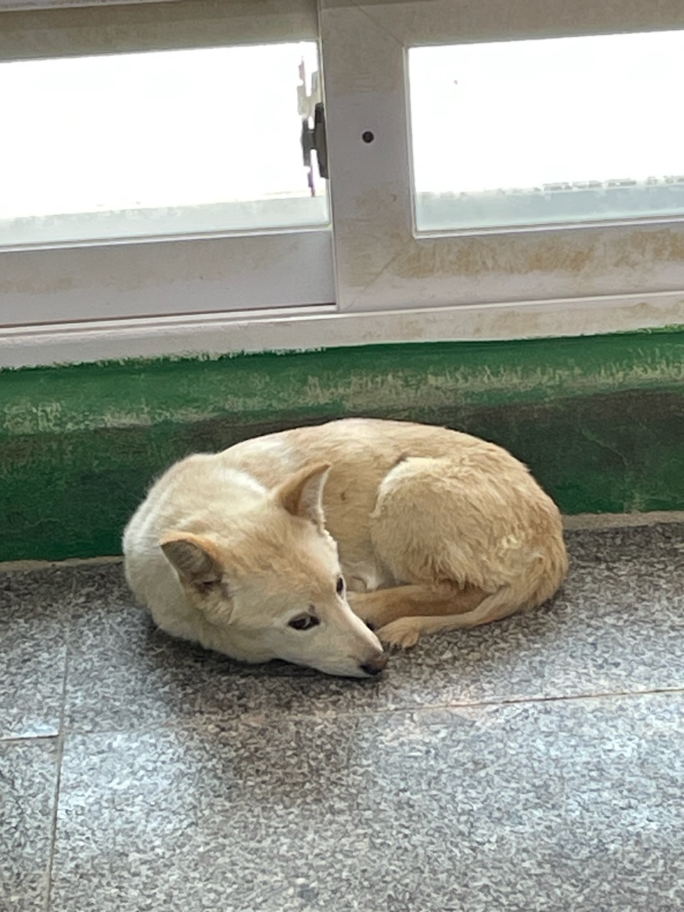 영주시 동물보호센터_447509202400151