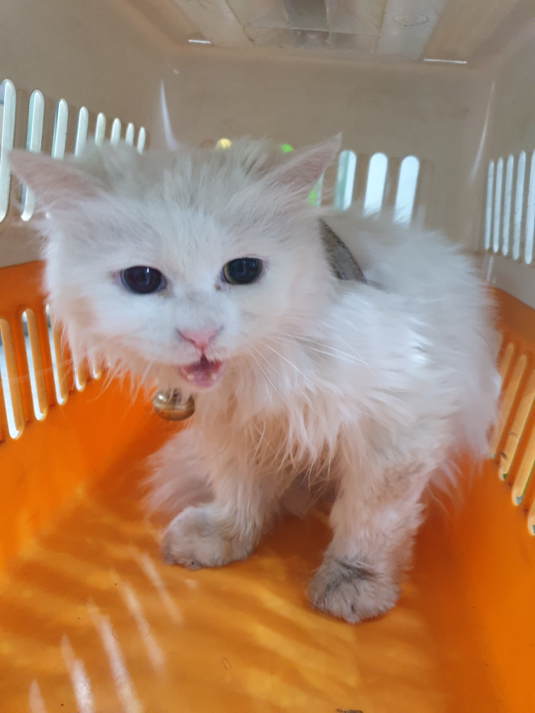 펫앤쉘터동물병원_441378202400508