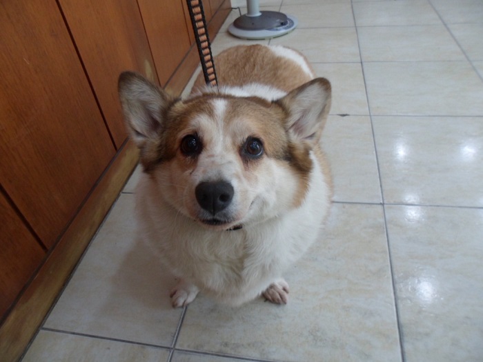 강현림동물병원_411320202400250