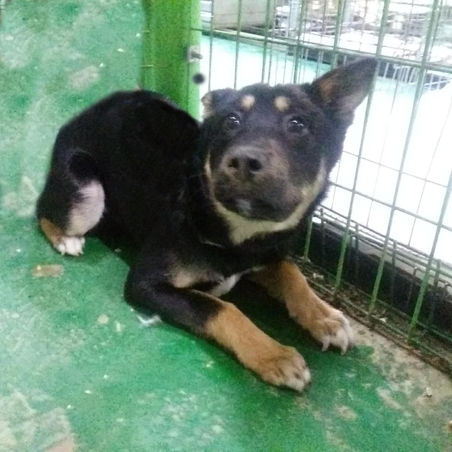 인천광역시수의사회_428351202400339