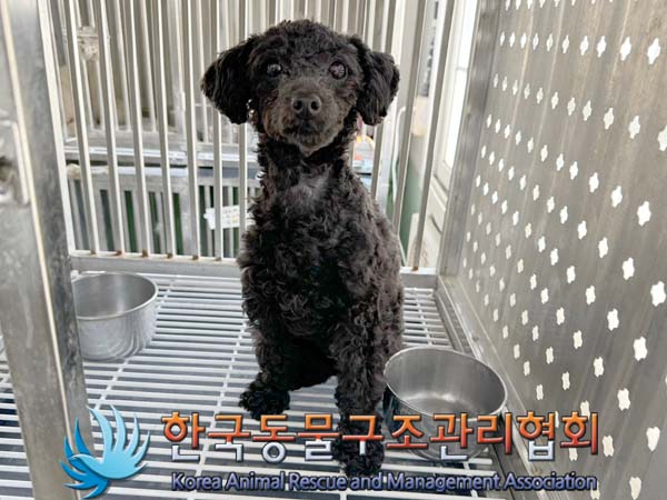 종료(반환) 푸들의…