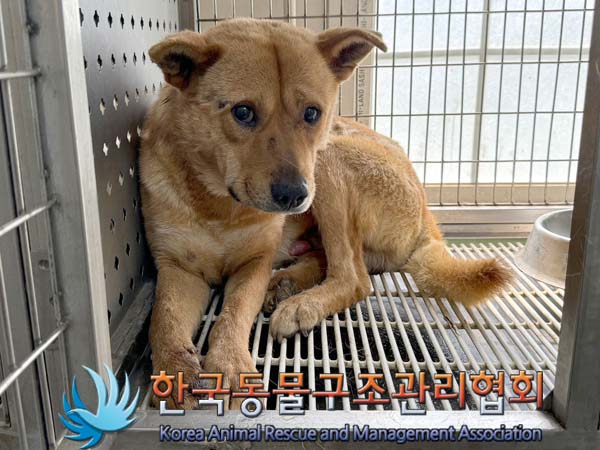 종료(입양) 믹스견…