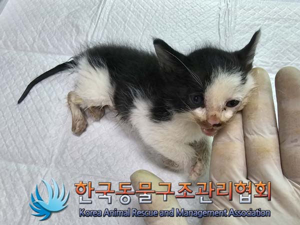 한국동물구조관리협회_411311202400331
