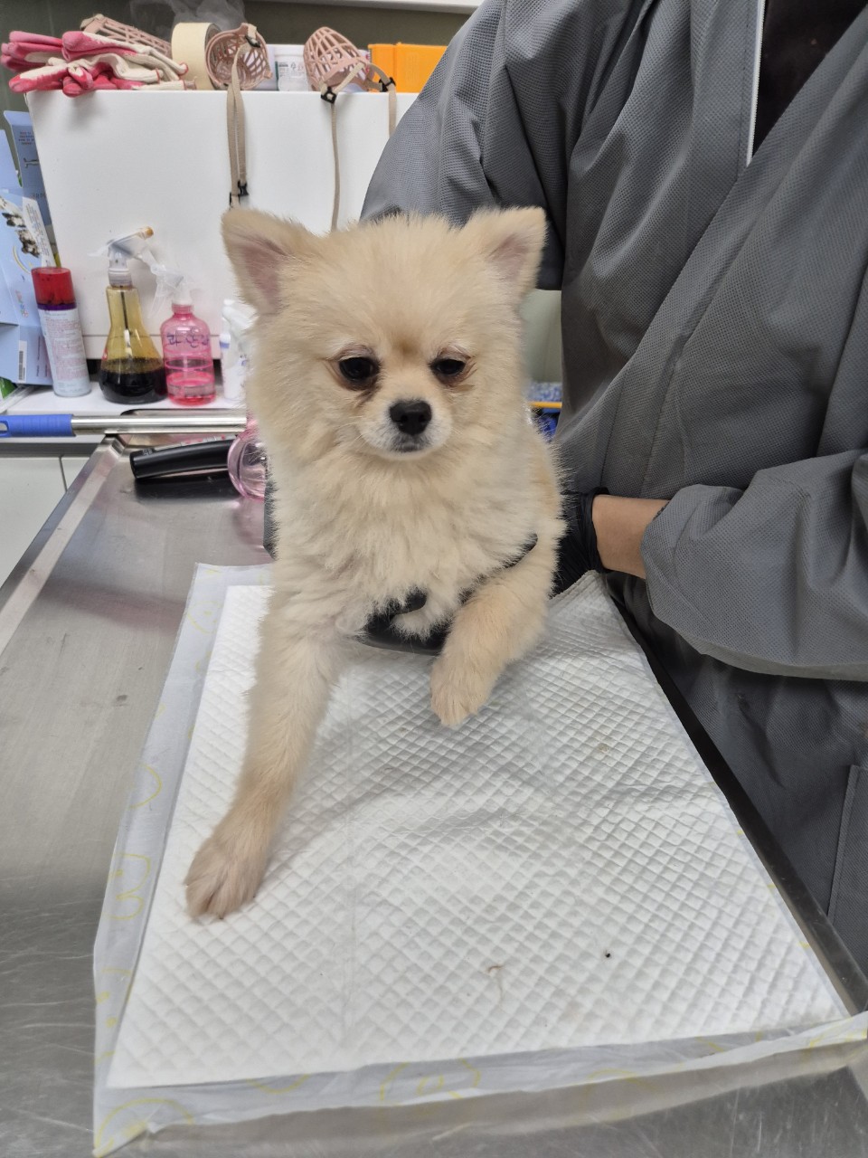 남양주시동물보호센터_441399202401410