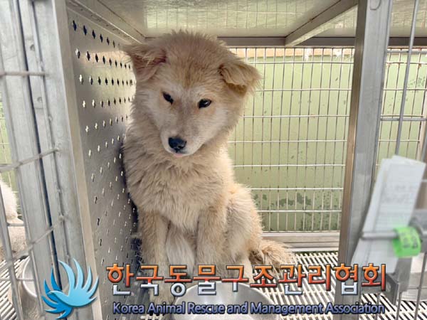 종료(안락사) 믹스…