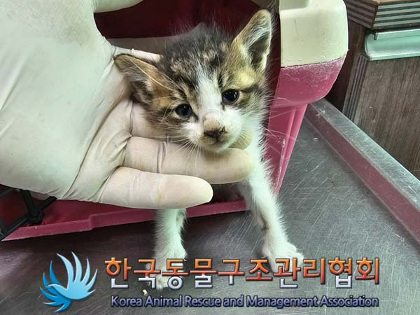 한국동물구조관리협회_441406202400769