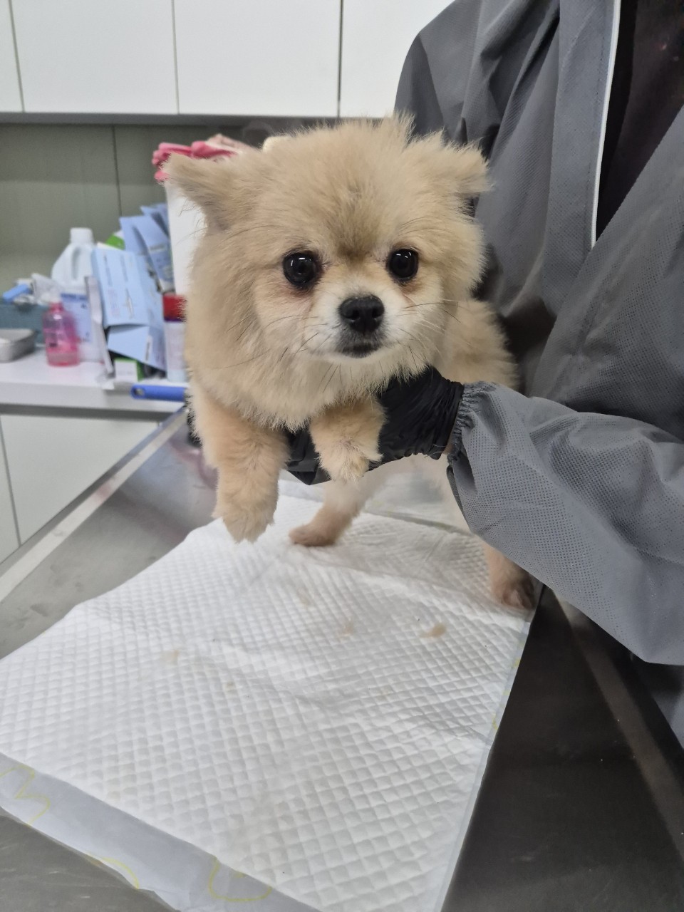 남양주시동물보호센터_441399202401420