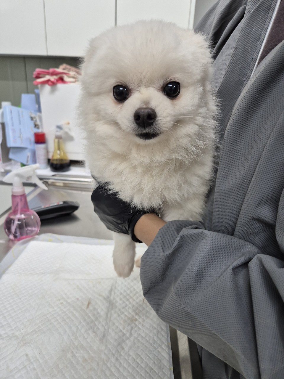 종료(기증) 포메라…