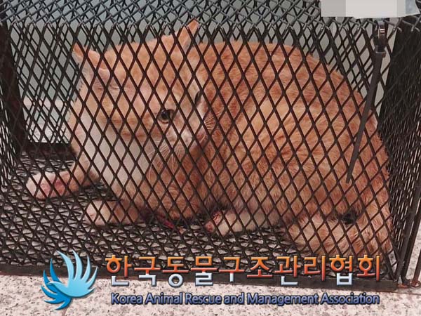 한국동물구조관리협회_411306202400388