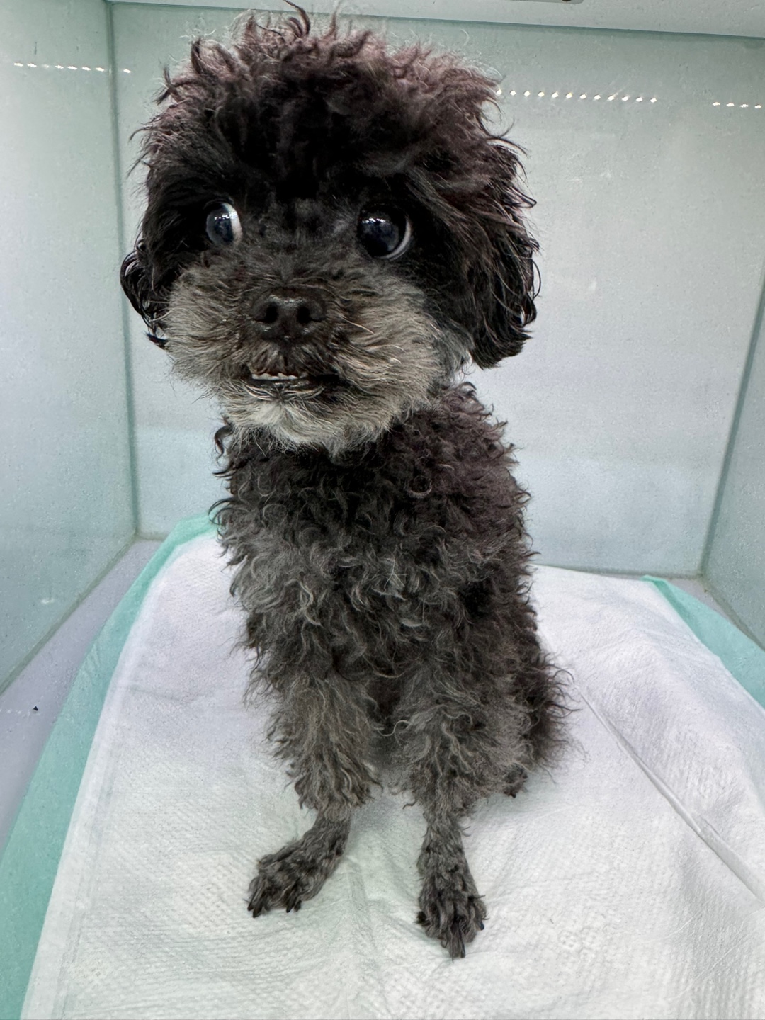 24시아이동물메디컬_441386202400531