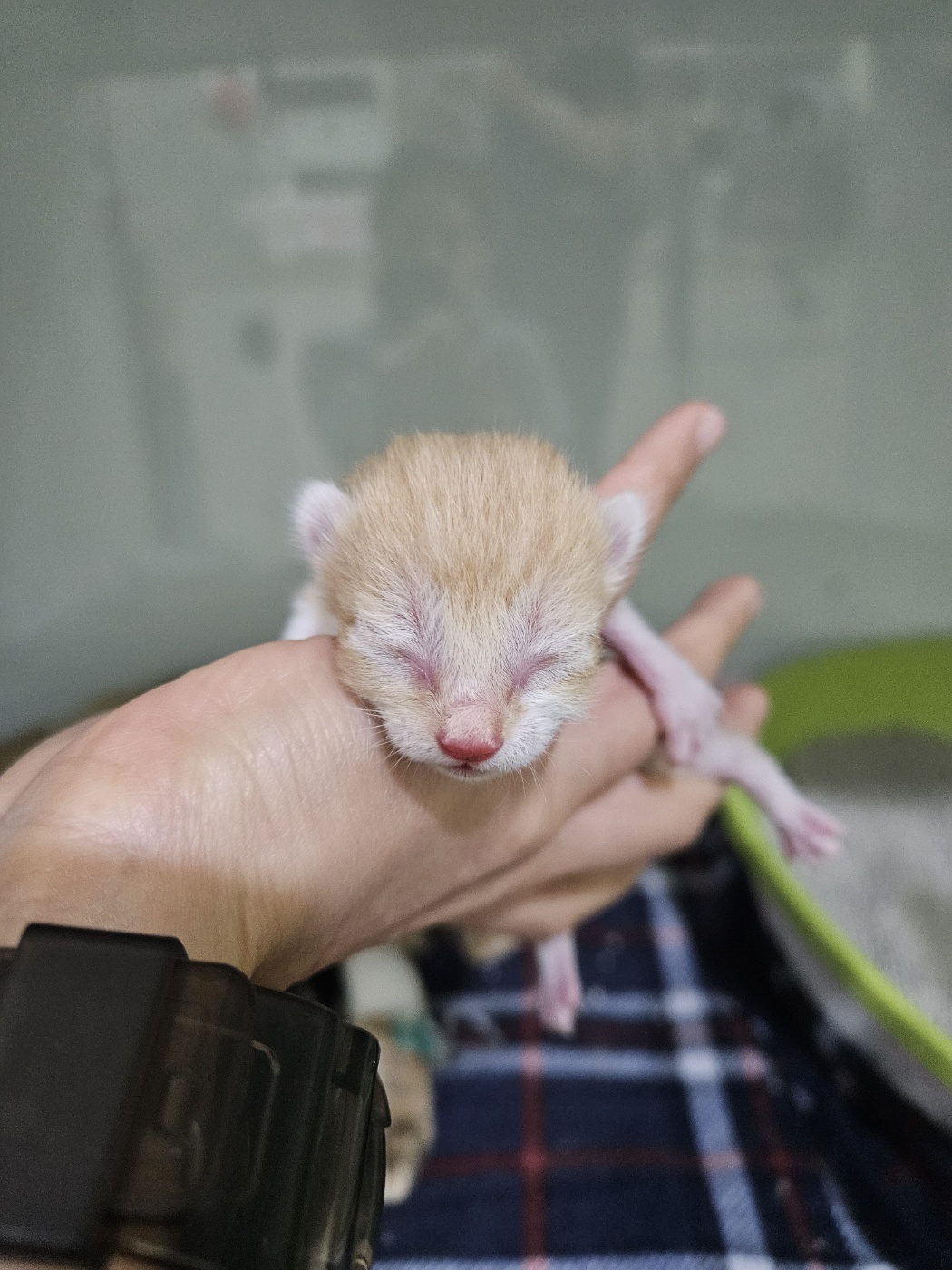 보호중 한국 고양이…