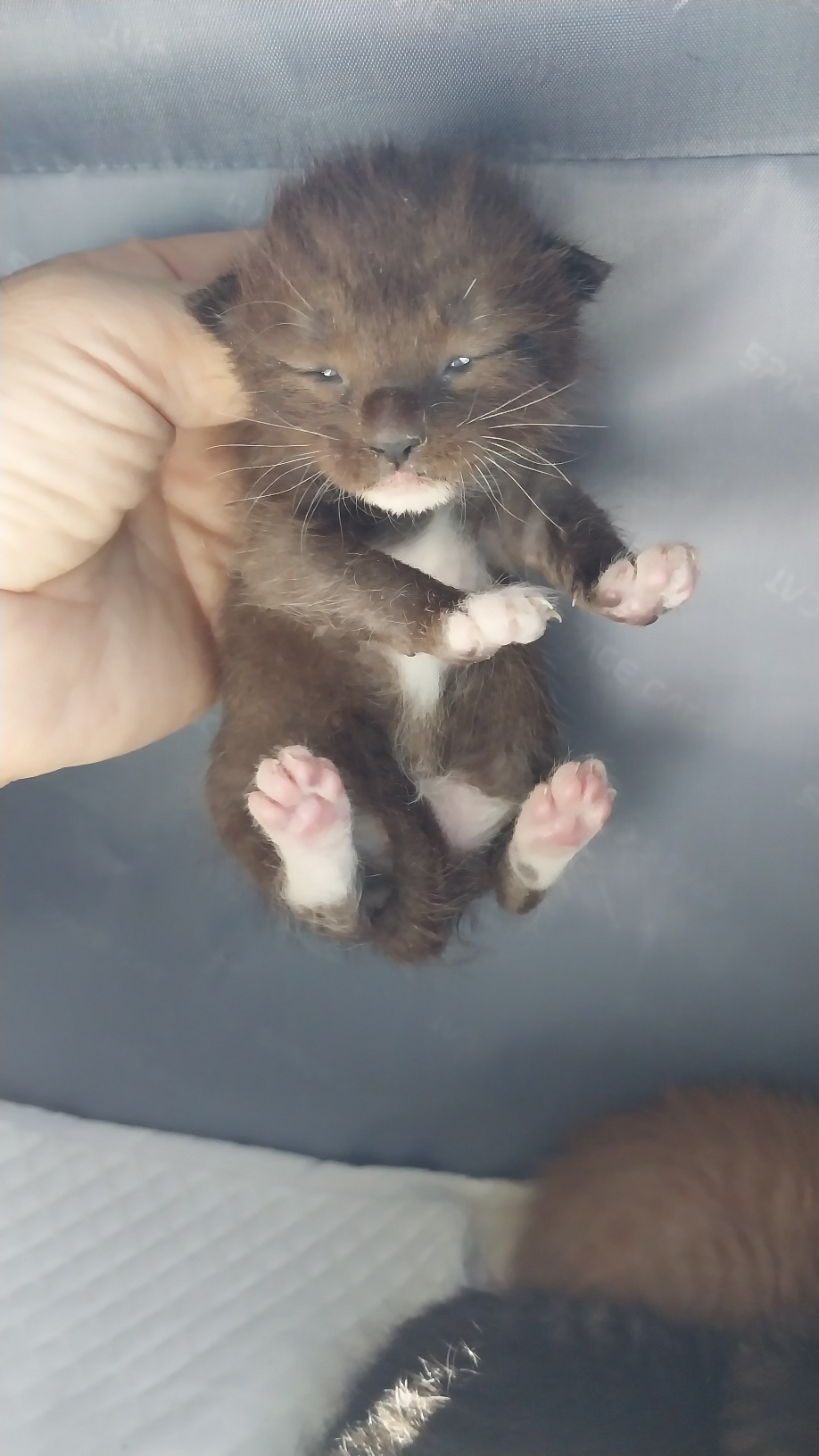 보호중 한국 고양이…