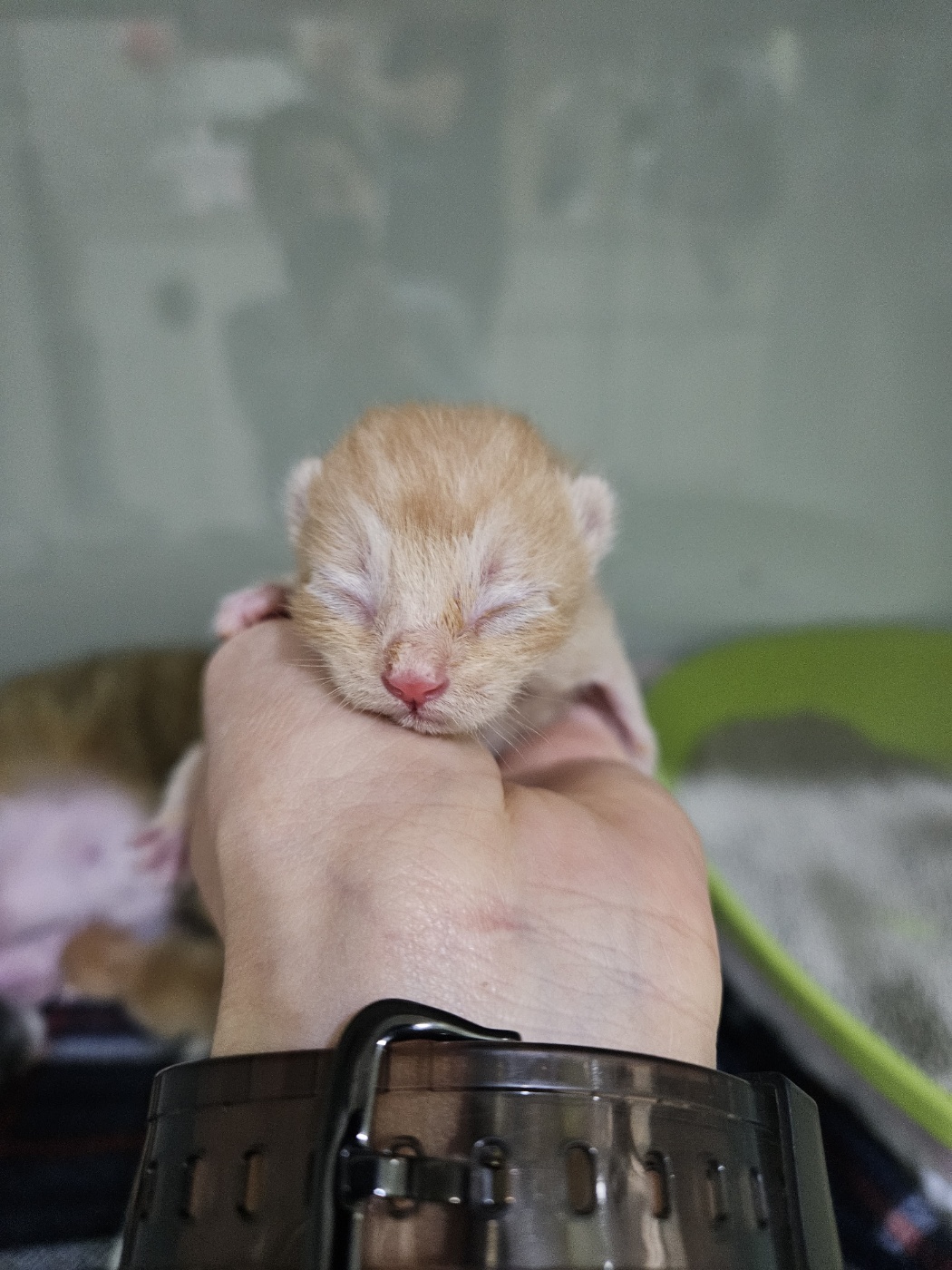 보호중 한국 고양이…