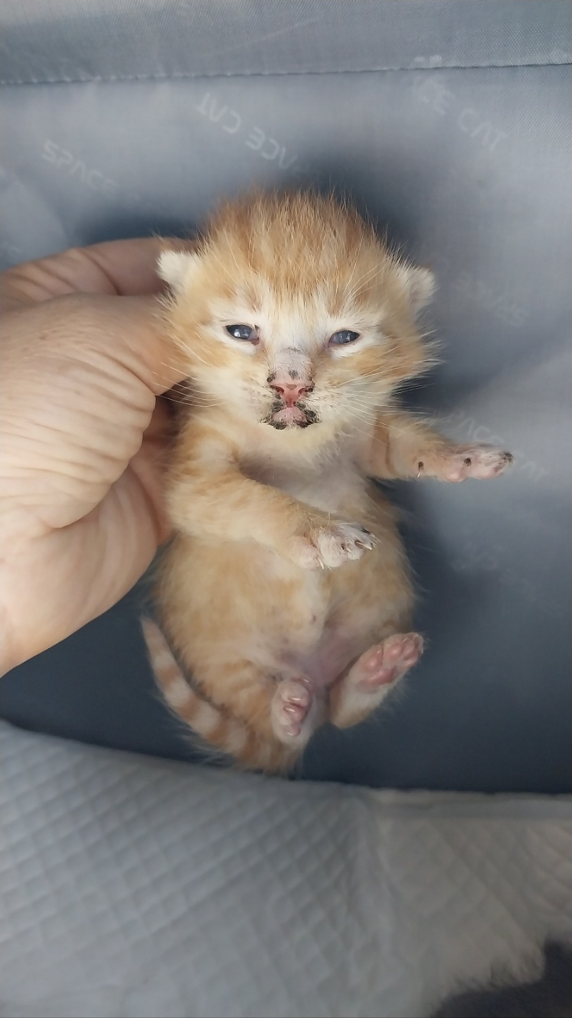 보호중 한국 고양이…