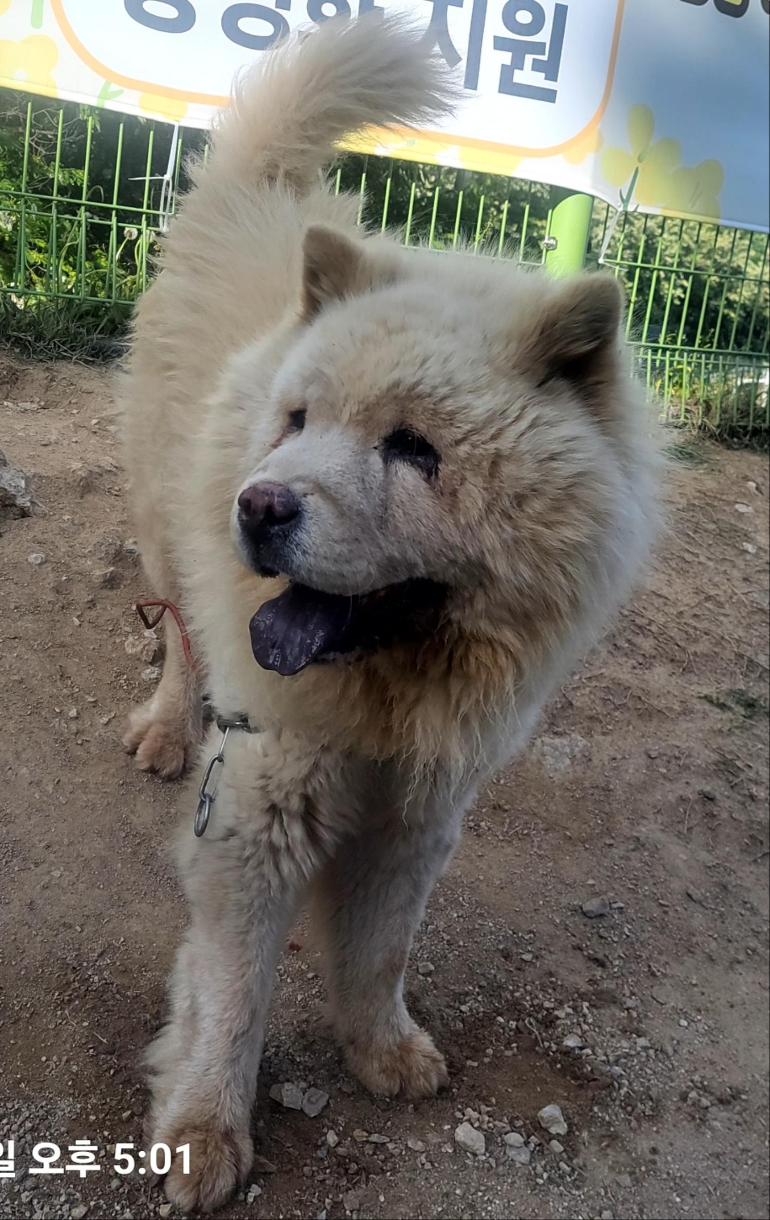 용인시 동물보호센터_441405202401298