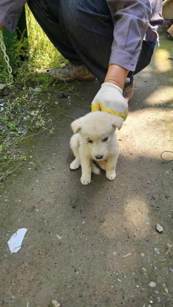 익산유기동물보호소_445468202401261