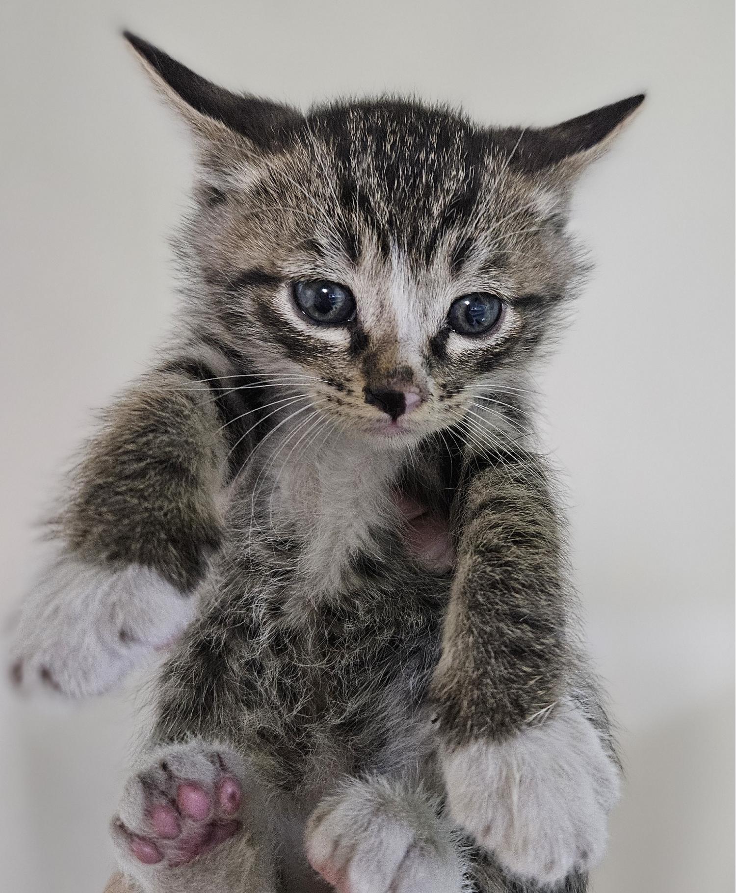 대구유기동물보호협회_427345202400220