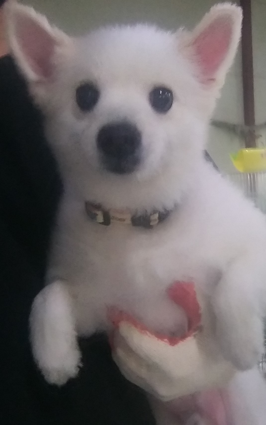 보호중 스피츠의 가…