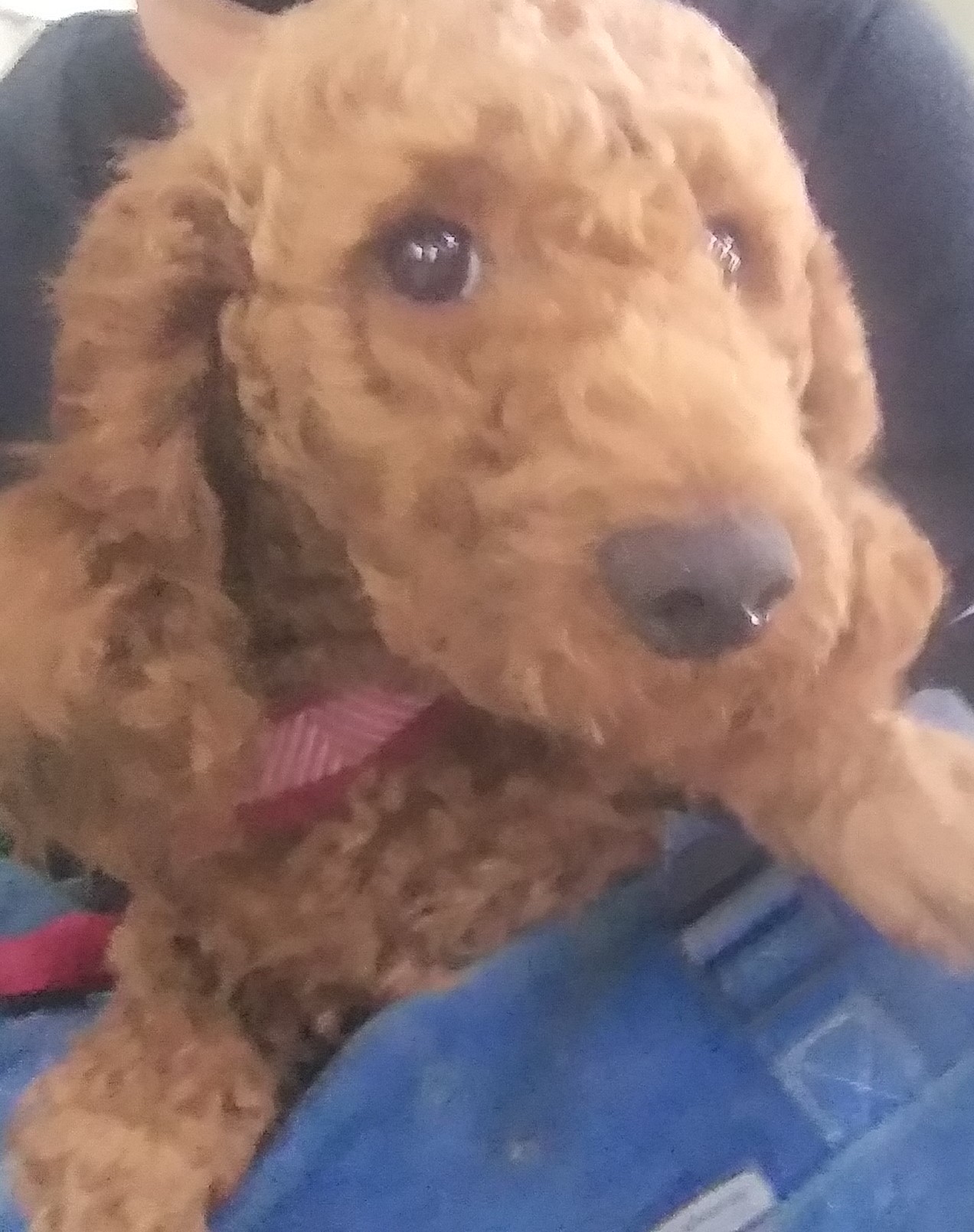 종료(자연사) 푸들…