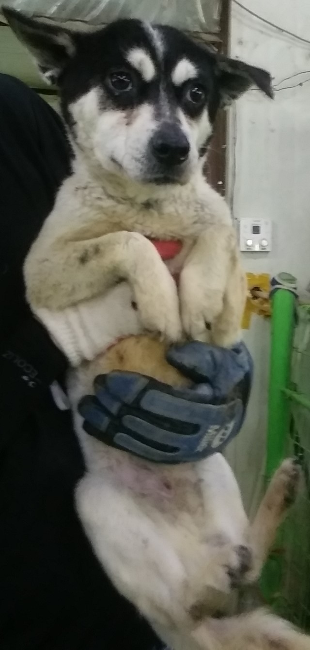 인천광역시수의사회_428351202400341