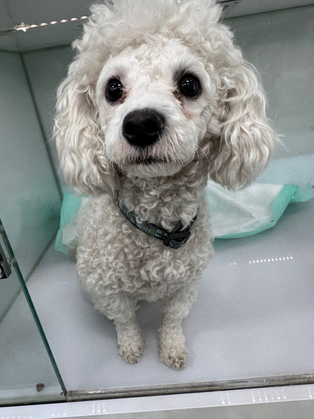 24시아이동물메디컬_441386202400539