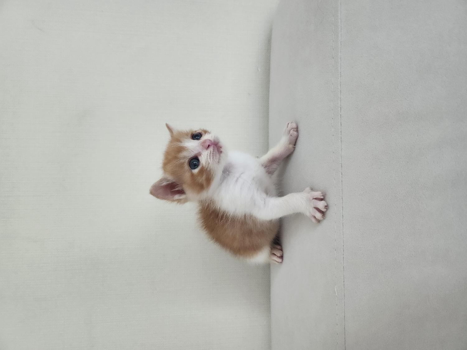 신공항동물병원_428349202400344
