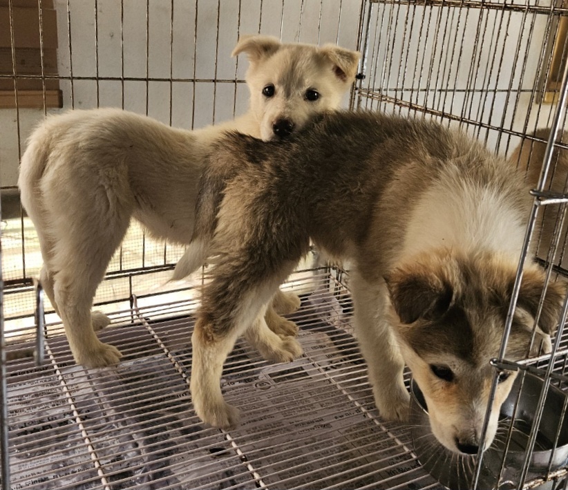 신안군유기동물보호소_446501202400129