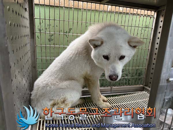 한국동물구조관리협회_411301202400160