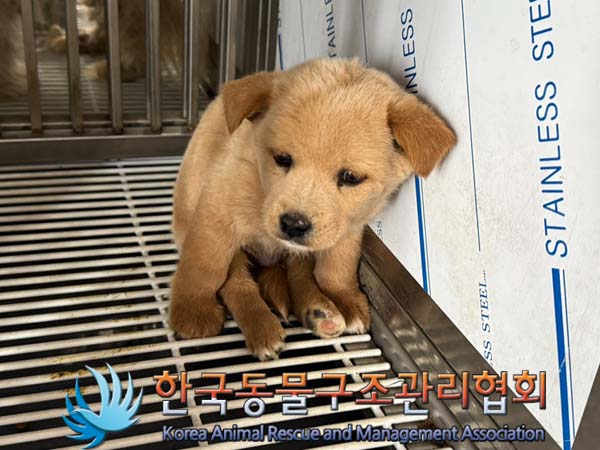 한국동물구조관리협회_441392202400119